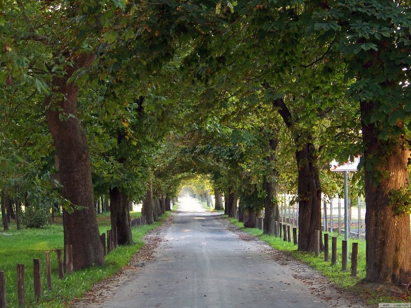 Tree-lined Road — Green, Serene, Afternoon, Photograph, Trees, Grass