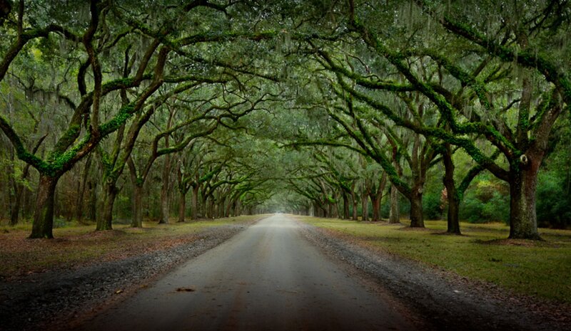 Tree-lined Road — Green, Serene, Afternoon, Photograph, Trees, Moss