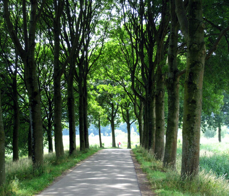 Tree-lined Road — Green, Serene, Afternoon, Photograph, Trees, Path