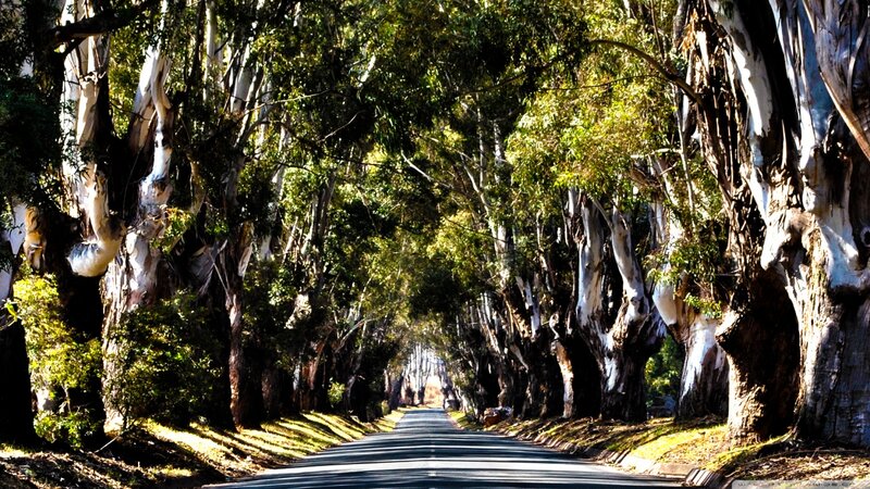 Tree-lined Road — Green, Serene, Afternoon, Photograph, Trees, Sunlight