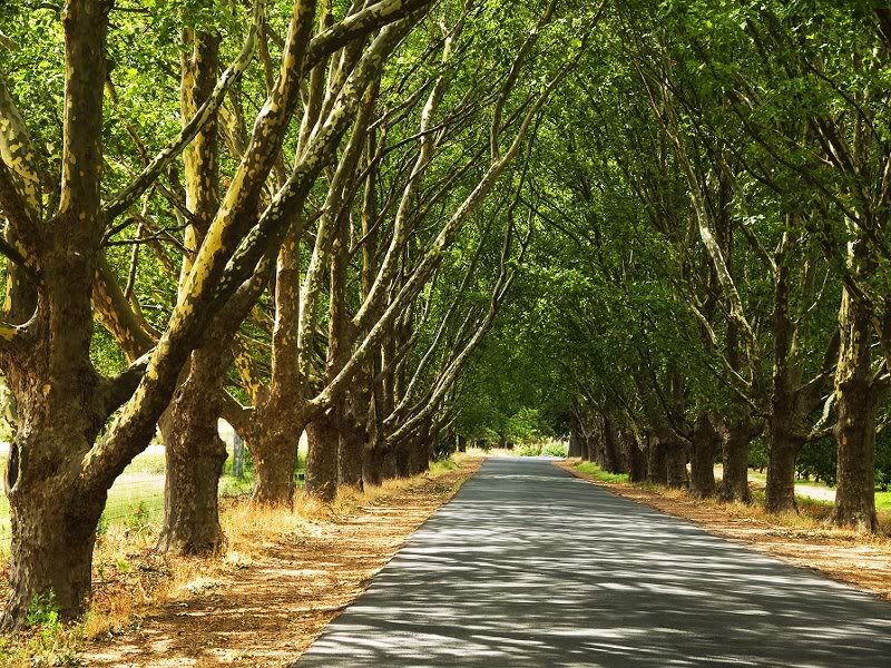 Tree-lined Road — Green, Serene, Afternoon, Photograph, Trees