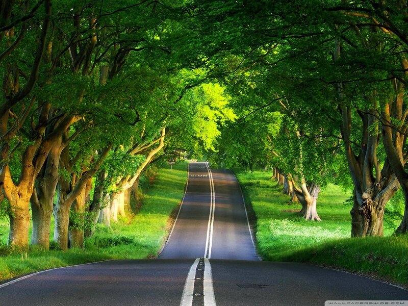 Tree-lined Road — Green, Serene, Afternoon