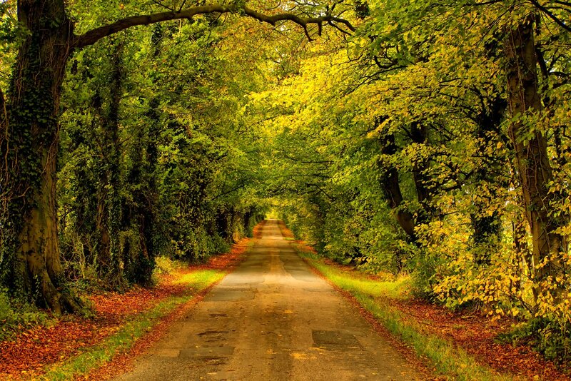Tree-lined Road — Green, Serene, Autumn, Photograph
