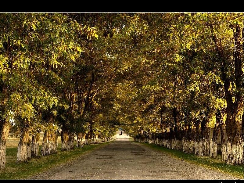 Tree-lined Road — Green, Serene, Autumn, Photograph, Trees