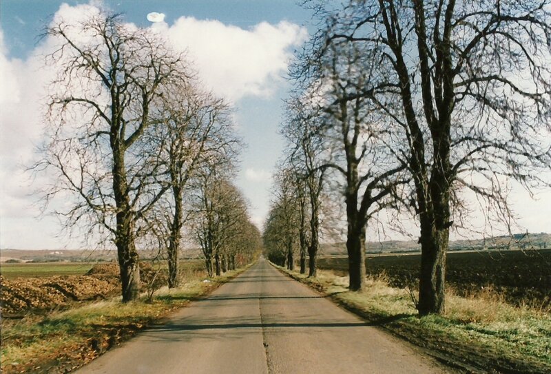 Tree-lined Road — Green, Serene, Autumn