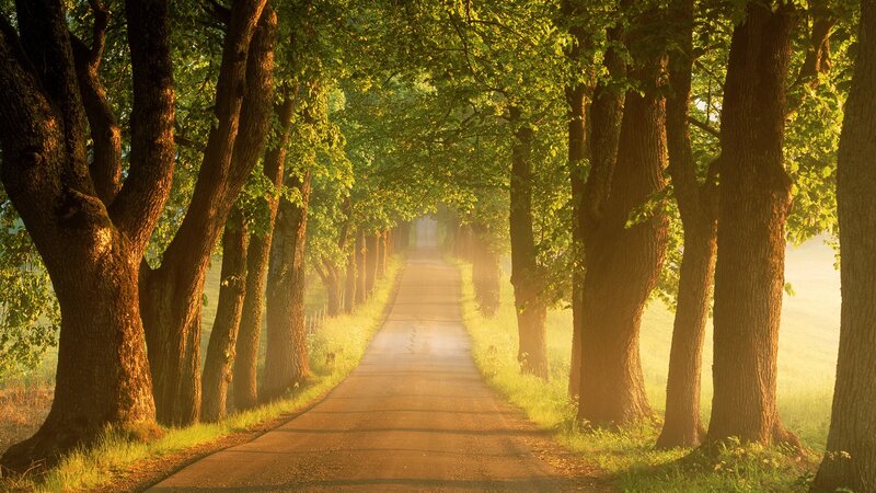 Tree-lined Road — Green, Serene, Morning, Photograph