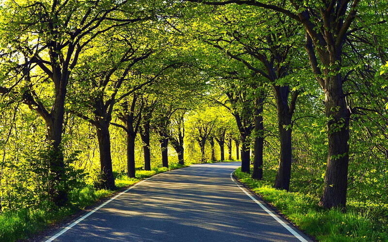 Tree-lined Road — Green, Serene, Morning, Photograph, Trees, Grass
