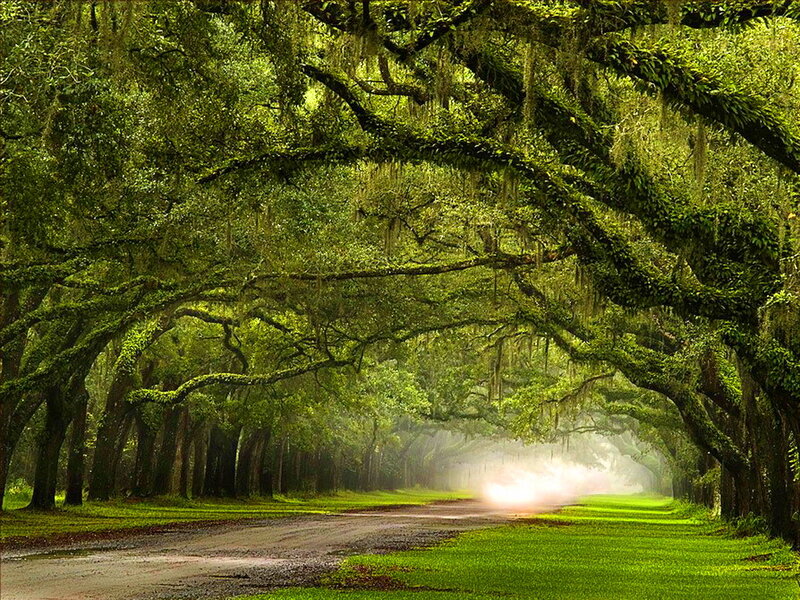Tree-lined Road — Green, Serene, Morning, Photograph, Trees, Moss