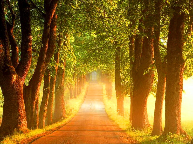 Tree-lined Road — Green, Serene, Morning, Photograph, Trees, Path