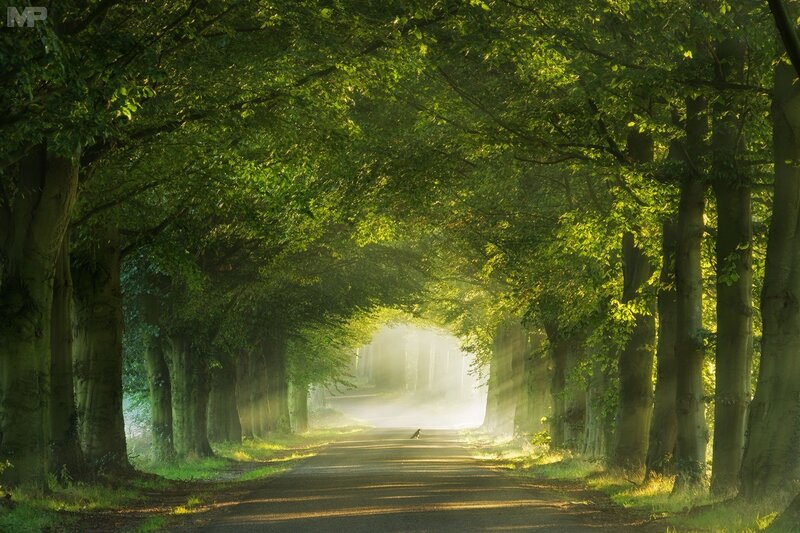 Tree-lined Road — Green, Serene, Morning, Photograph, Trees, Sunlight