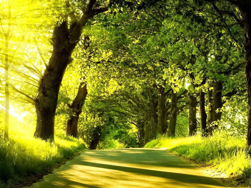 Tree-lined Road — Green, Serene, Morning, Photograph, Trees