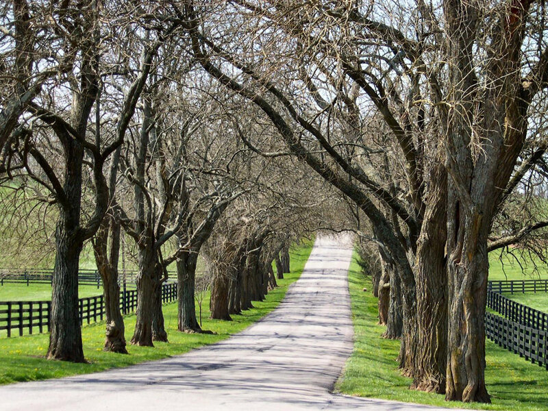 Tree-lined Road — Green, Serene, Spring, Photograph