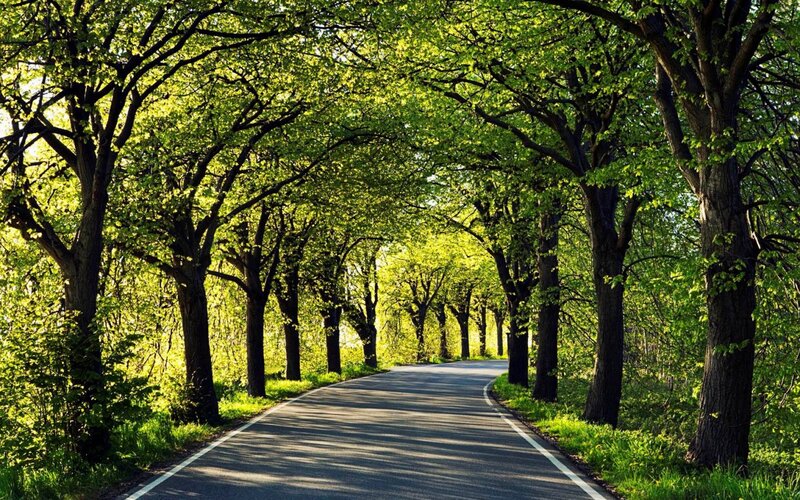 Tree-lined Road — Green, Serene, Spring, Photograph, Trees, Grass