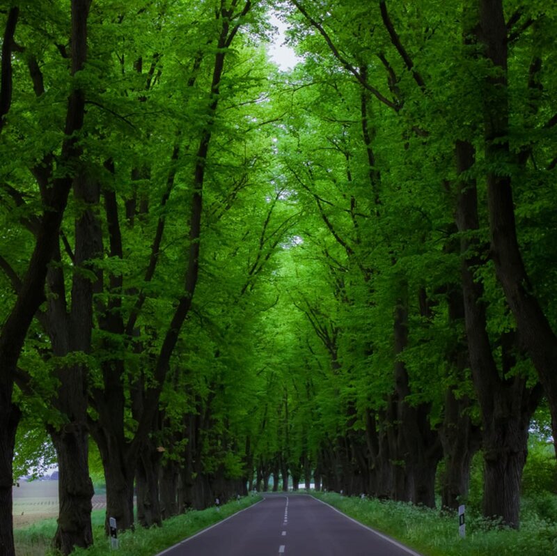 Tree-lined Road — Green, Serene, Spring, Photograph, Trees
