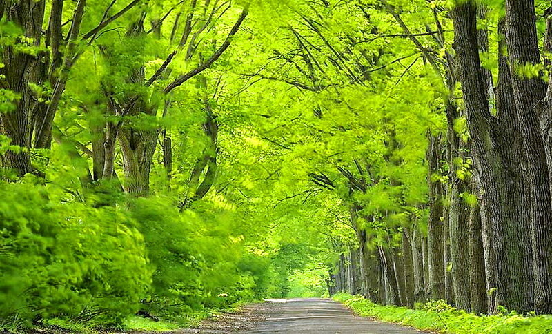 Tree-lined Road — Green, Serene, Spring