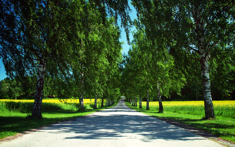 Tree-lined Road — Green, Serene, Summer, Photograph