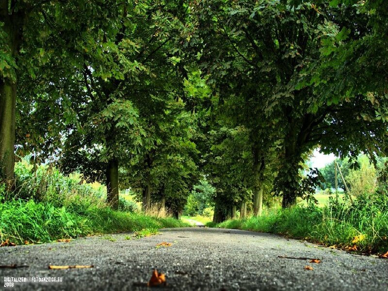 Tree-lined Road — Green, Serene, Summer, Photograph, Trees, Grass