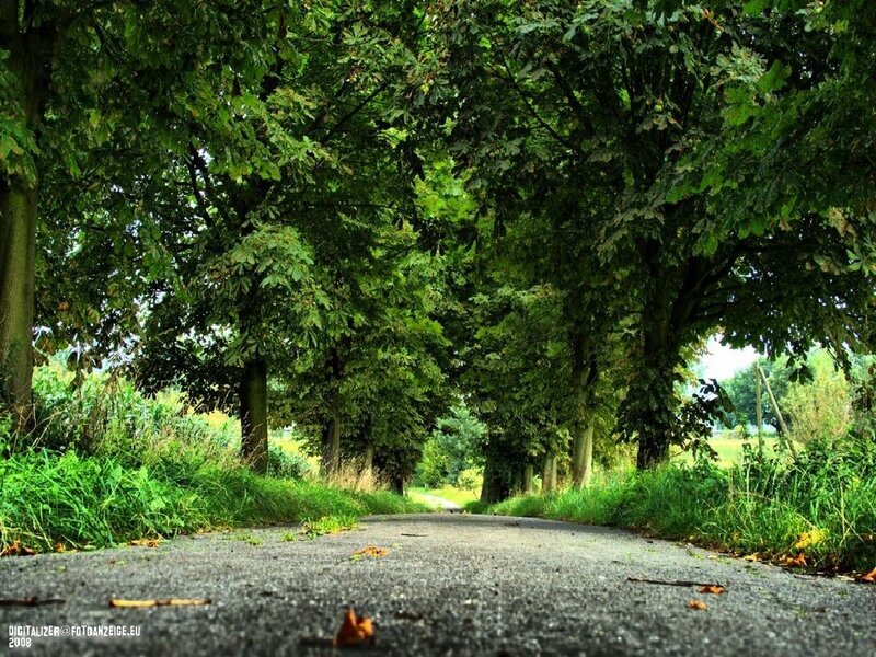 Tree-lined Road — Green, Serene, Summer, Photograph, Trees