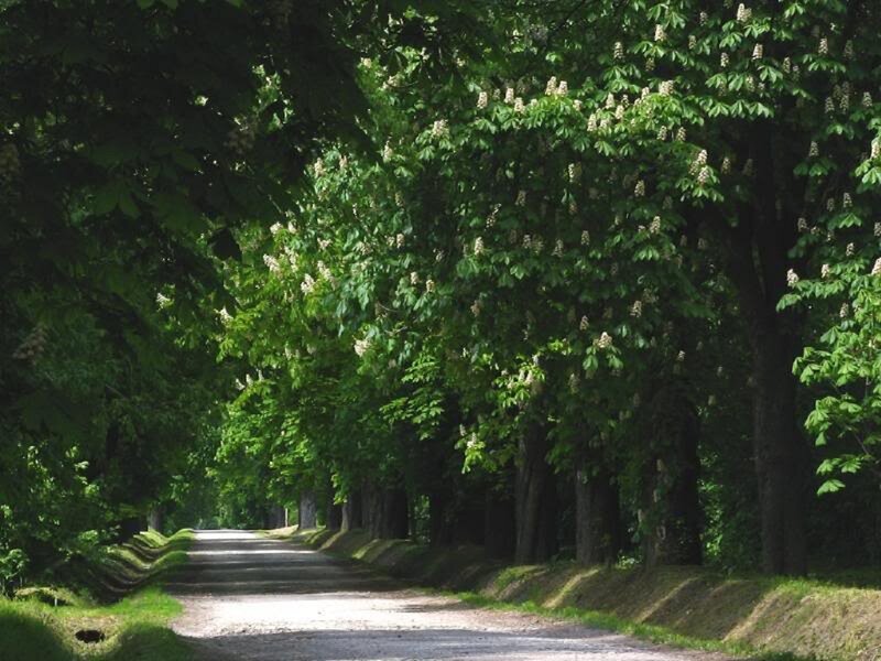 Tree-lined Road — Green, Serene, Summer