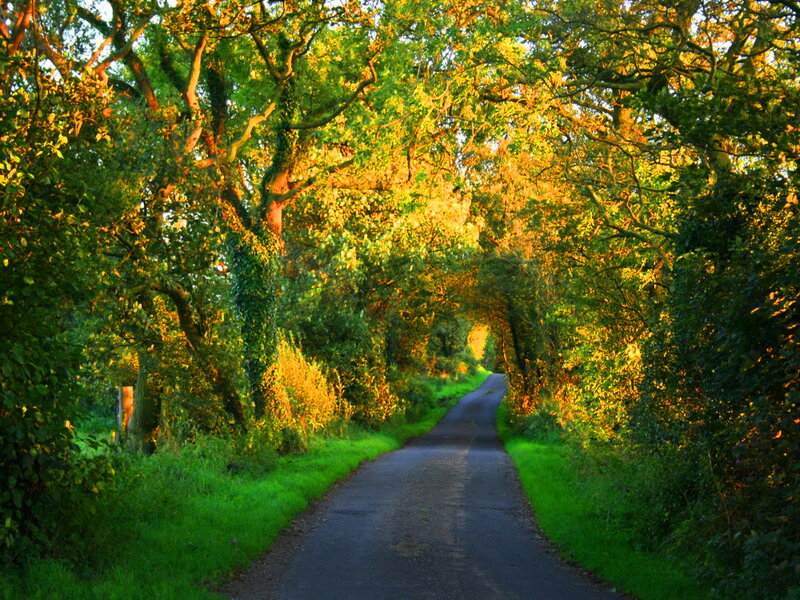 Tree-lined Road — Green, Serene, Sunset, Photograph
