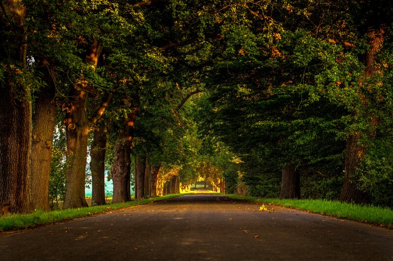 Tree-lined Road — Green, Serene, Sunset, Photograph, Trees