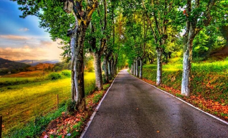 Tree-lined Road — Green, Serene, Sunset