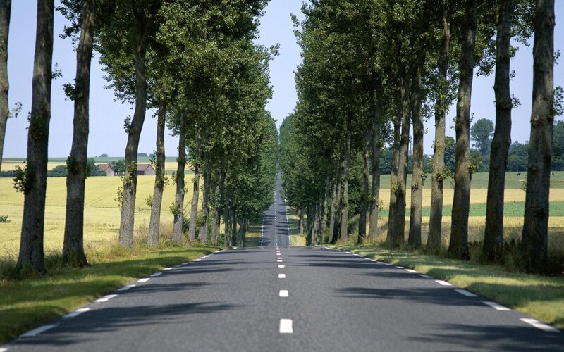 Tree-lined Road — Green, Serene