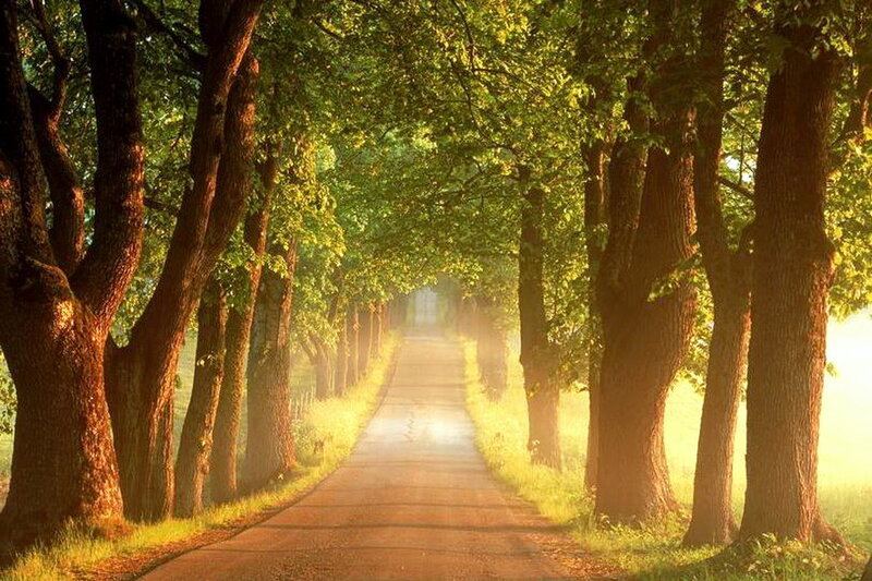 Tree-lined Road — Green