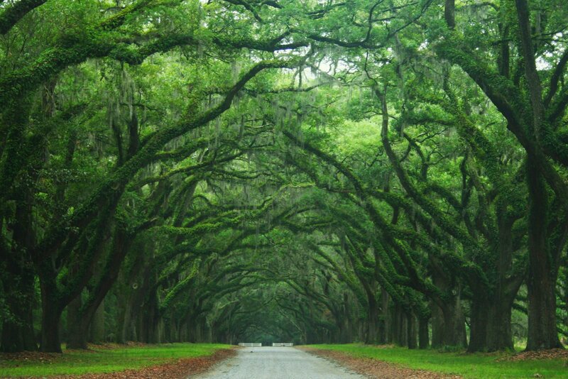 Tree-lined road in a forest
