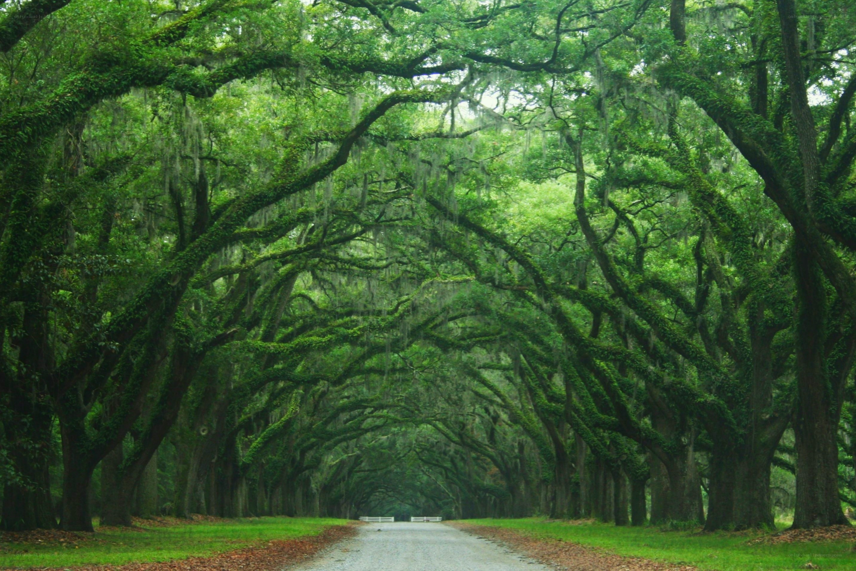 Tree-lined road in a forest
