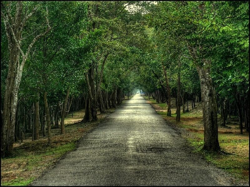 Tree-lined road in a forest