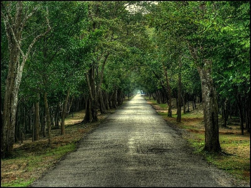 Tree-lined road in a forest