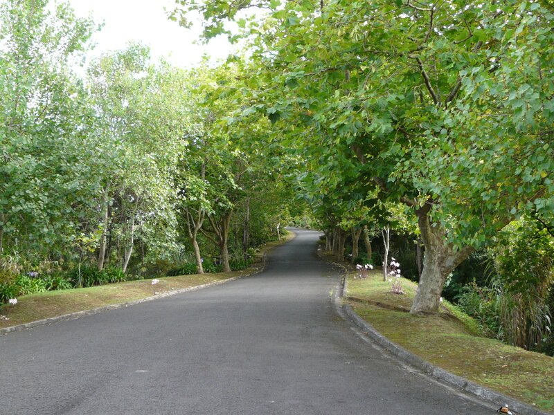 tree-lined road in a park