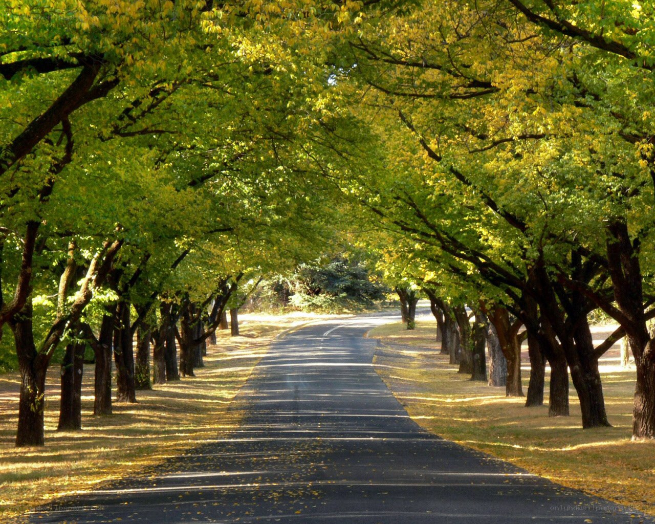 tree-lined road in autumn