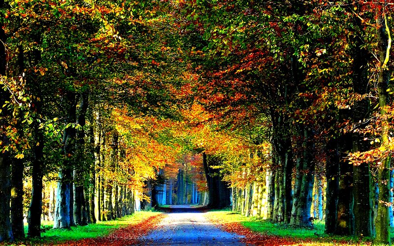 Tree-lined Road in Autumn — Green, Serene, Photograph