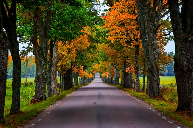 Tree-lined Road in Autumn — Green, Serene, Photograph, Trees