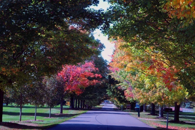 Tree-lined Road in Autumn — Green