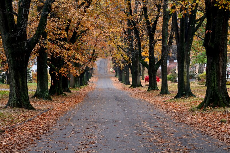 Tree-lined Road in Autumn — Orange, Serene, Photograph