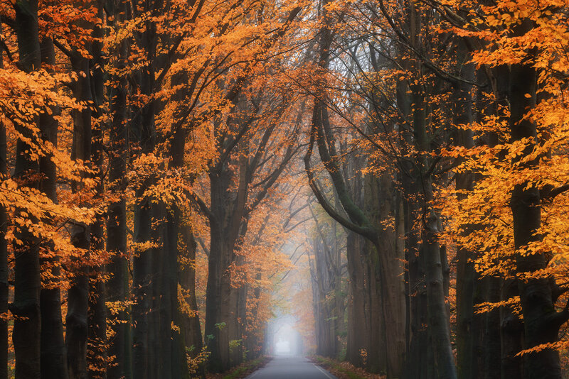 Tree-lined Road in Autumn — Orange, Serene, Photograph, Trees, Fog