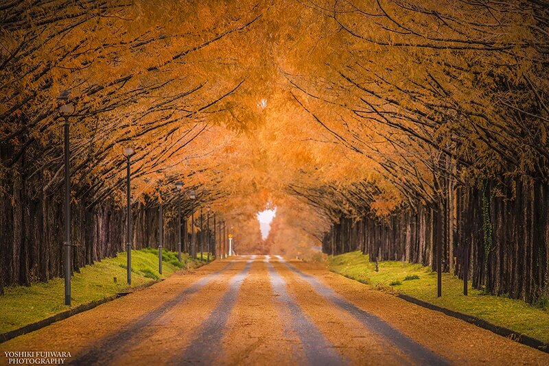 Tree-lined Road in Autumn — Orange, Serene, Photograph, Trees