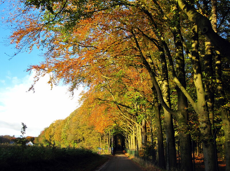 Tree-lined Road in Autumn — Orange, Serene