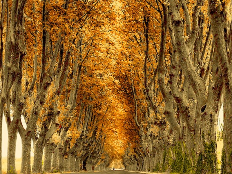 Tree-lined Road in Autumn — Orange