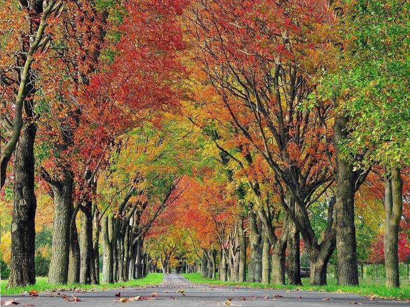 Tree-lined Road in Autumn — Red, Serene