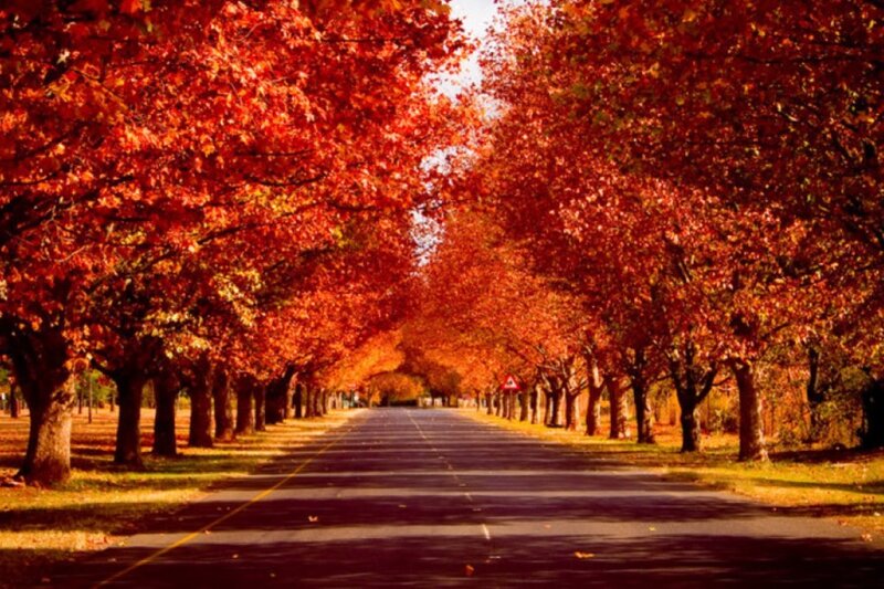 Tree-lined Road in Autumn — Red