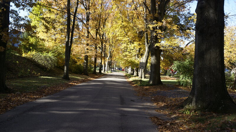 Tree-lined Road in Autumn — Yellow, Serene, Photograph