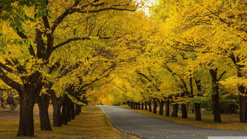 Tree-lined Road in Autumn — Yellow, Serene, Photograph, Trees