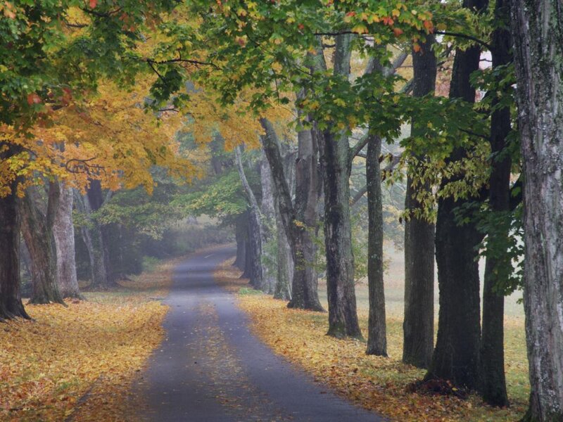 Tree-lined Road in Autumn — Yellow, Serene