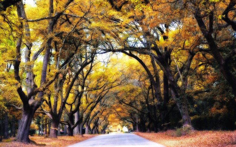 Tree-lined Road in Autumn — Yellow