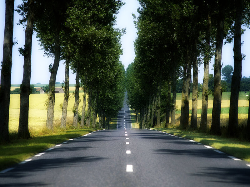 Tree-lined road in countryside