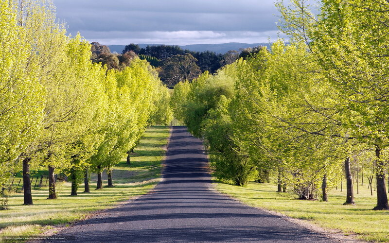 Tree-lined road in countryside